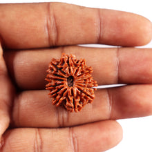 Load image into Gallery viewer, 14 Mukhi Nepalese Rudraksha - Bead No. 381
