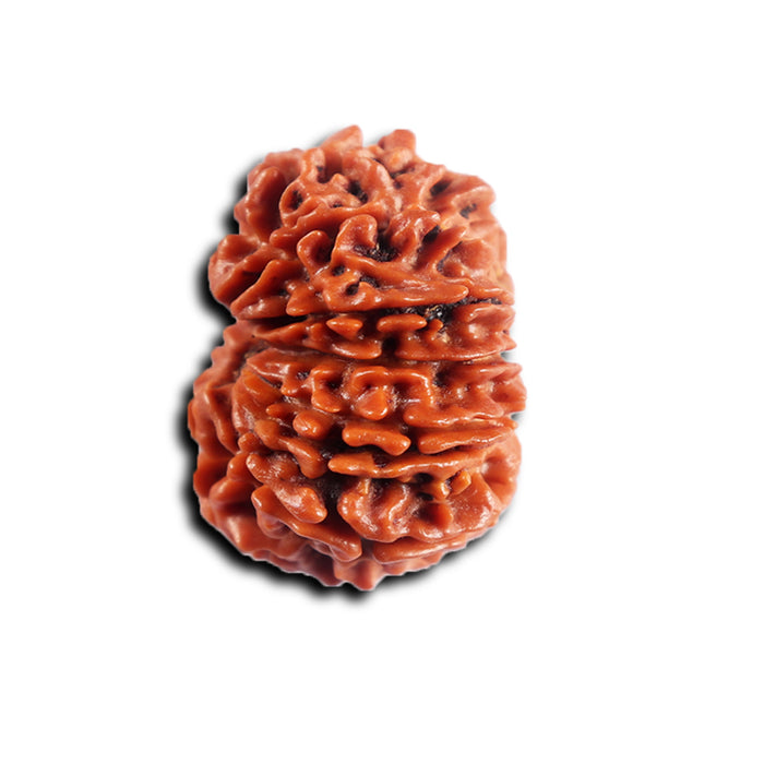 14 Mukhi Nepalese Rudraksha - Bead No. 381