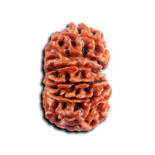 Load image into Gallery viewer, 14 Mukhi Nepalese Rudraksha - Bead No. 381
