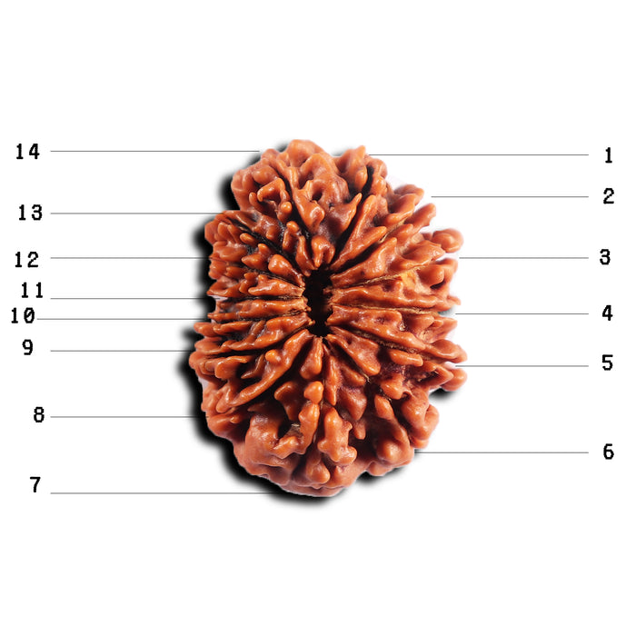 14 Mukhi Nepalese Rudraksha - Bead No. 382