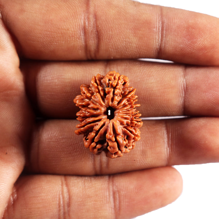 14 Mukhi Nepalese Rudraksha - Bead No. 382
