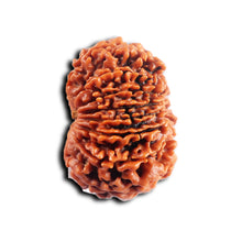 Load image into Gallery viewer, 14 Mukhi Nepalese Rudraksha - Bead No. 382
