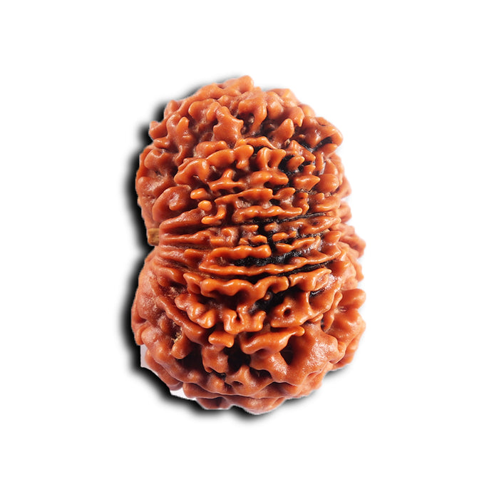 14 Mukhi Nepalese Rudraksha - Bead No. 382