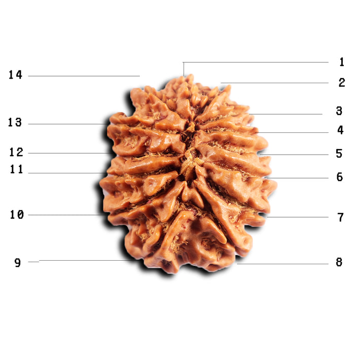 14 Mukhi Nepalese Rudraksha - Bead No. 385