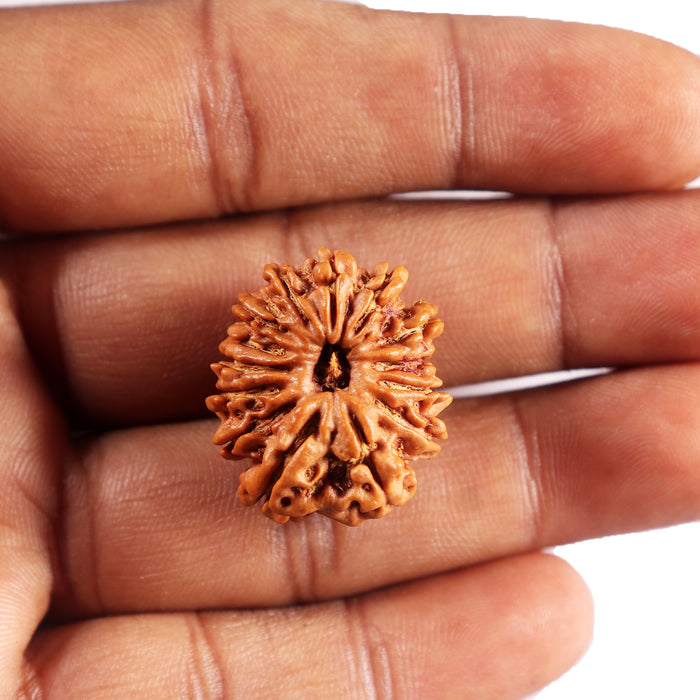 14 Mukhi Nepalese Rudraksha - Bead No. 385