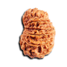 Load image into Gallery viewer, 14 Mukhi Nepalese Rudraksha - Bead No. 385
