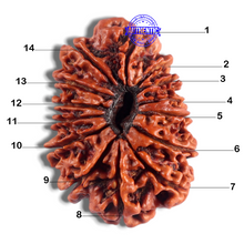 Load image into Gallery viewer, 14 Mukhi Nepalese Rudraksha - Bead No. 103

