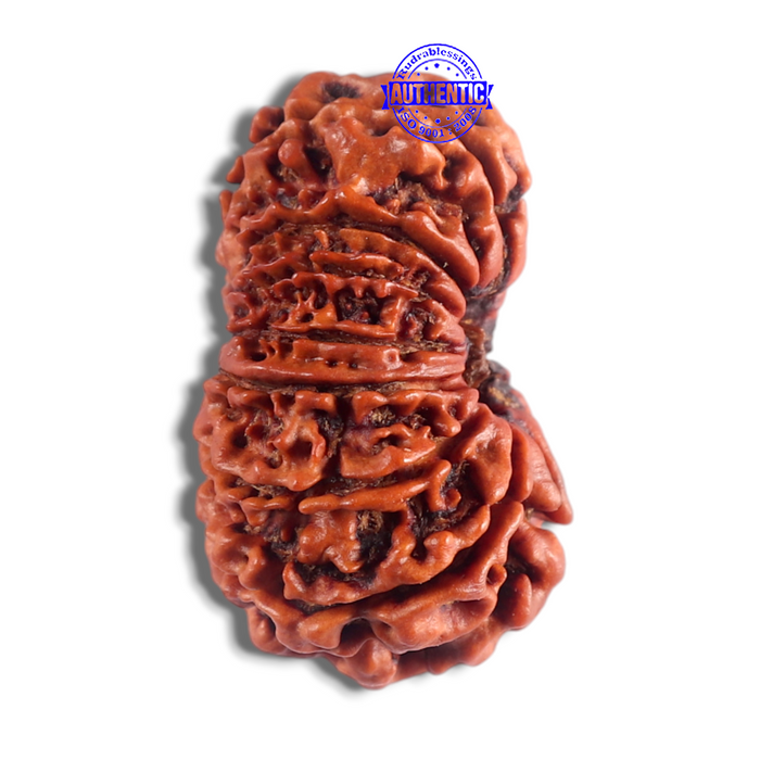 14 Mukhi Nepalese Rudraksha - Bead No. 103