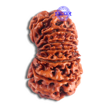 Load image into Gallery viewer, 14 Mukhi Nepalese Rudraksha - Bead No. 103
