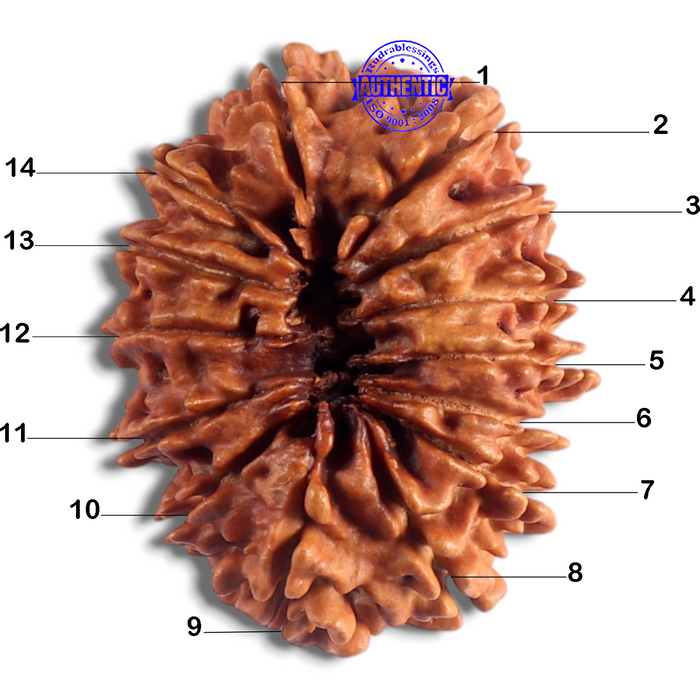 14 Mukhi Nepalese Rudraksha - Bead No. 118