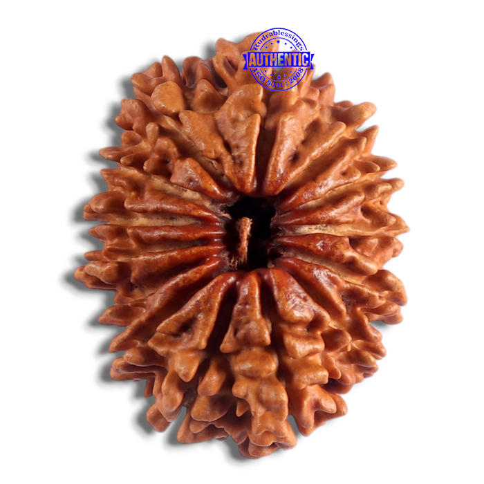 14 Mukhi Nepalese Rudraksha - Bead No. 118