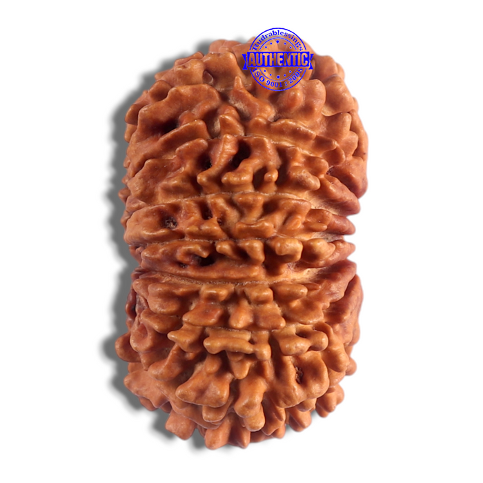 14 Mukhi Nepalese Rudraksha - Bead No. 118