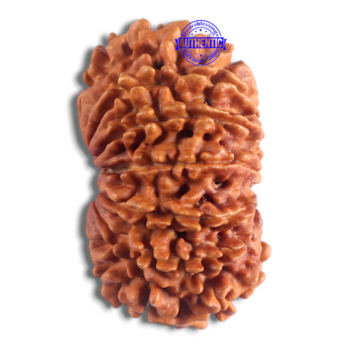 14 Mukhi Nepalese Rudraksha - Bead No. 118