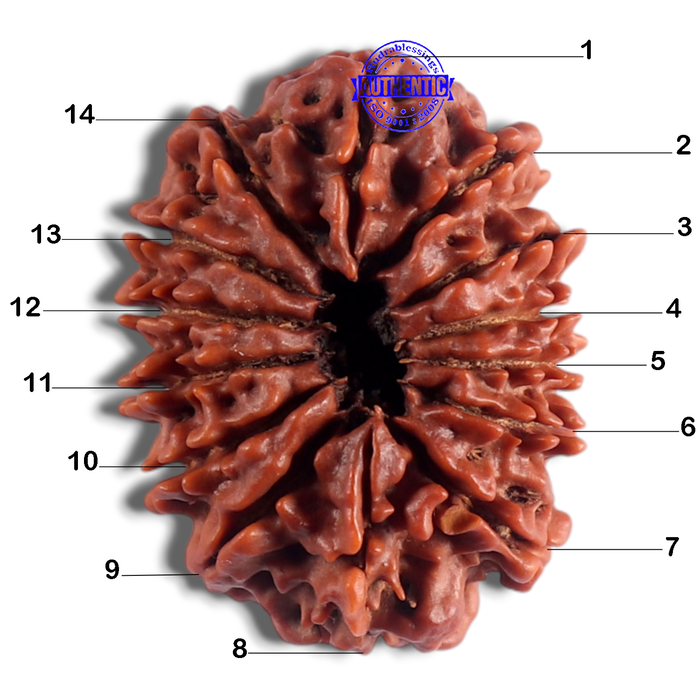 14 Mukhi Nepalese Rudraksha - Bead No. 145