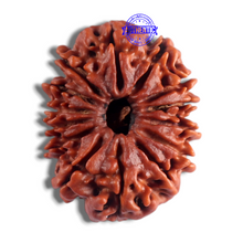 Load image into Gallery viewer, 14 Mukhi Nepalese Rudraksha - Bead No. 145
