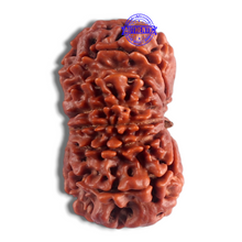 Load image into Gallery viewer, 14 Mukhi Nepalese Rudraksha - Bead No. 145
