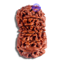 Load image into Gallery viewer, 14 Mukhi Nepalese Rudraksha - Bead No. 145
