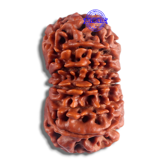14 Mukhi Nepalese Rudraksha - Bead No. 145