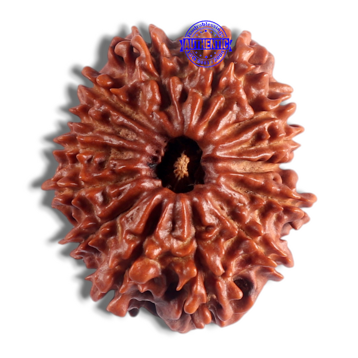 14 Mukhi Nepalese Rudraksha - Bead No. 154