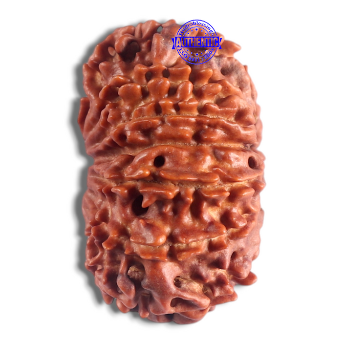14 Mukhi Nepalese Rudraksha - Bead No. 154