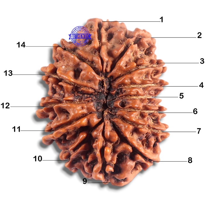 14 Mukhi Nepalese Rudraksha - Bead No. 184