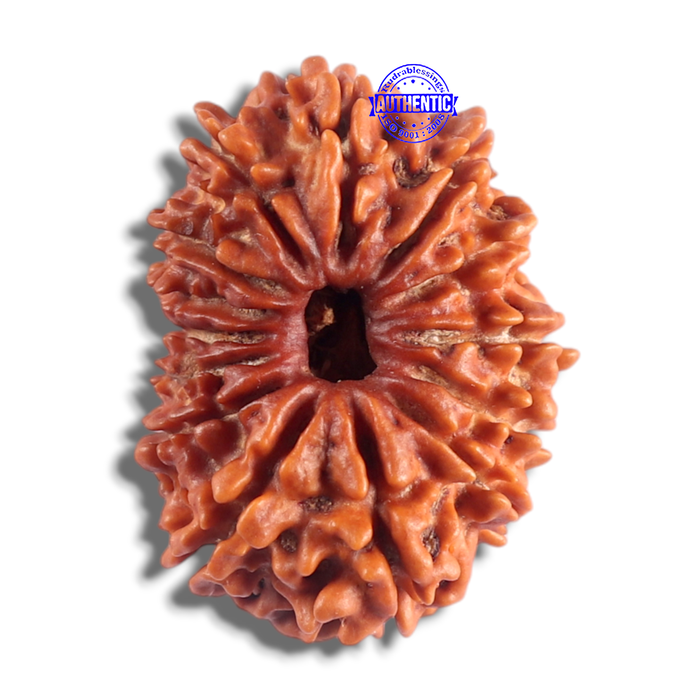 14 Mukhi Nepalese Rudraksha - Bead No. 199