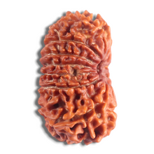 Load image into Gallery viewer, 14 Mukhi Nepalese Rudraksha - Bead No. 199
