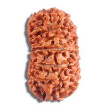 Load image into Gallery viewer, 14 Mukhi Nepalese Rudraksha - Bead No. 199
