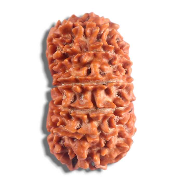 14 Mukhi Nepalese Rudraksha - Bead No. 199