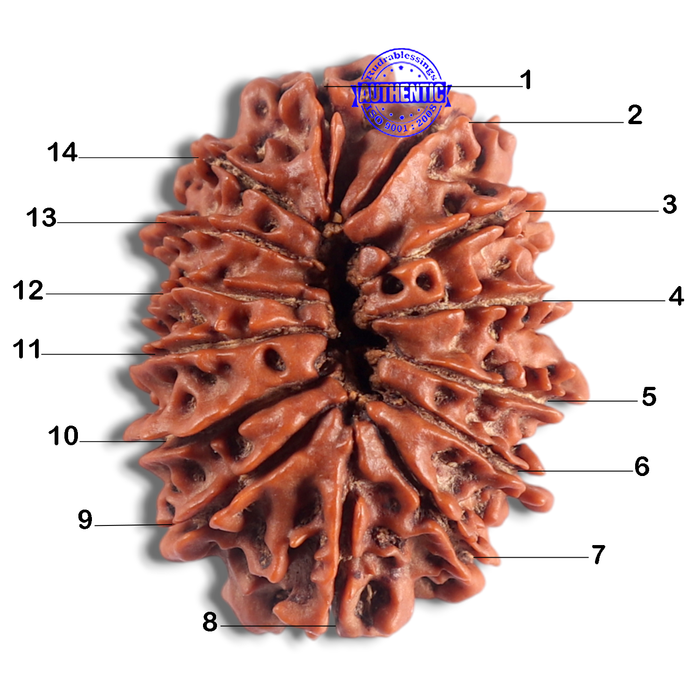 14 Mukhi Nepalese Rudraksha - Bead No. 207
