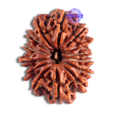 Load image into Gallery viewer, 14 Mukhi Nepalese Rudraksha - Bead No. 207
