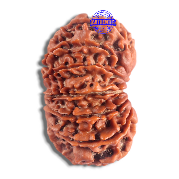 14 Mukhi Nepalese Rudraksha - Bead No. 207