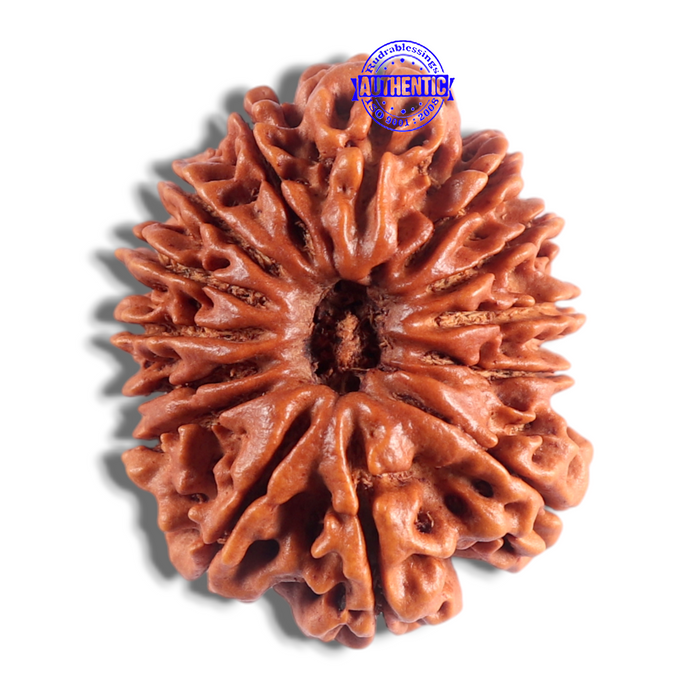 14 Mukhi Nepalese Rudraksha - Bead No. 210