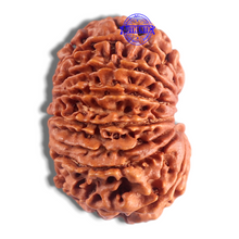 Load image into Gallery viewer, 14 Mukhi Nepalese Rudraksha - Bead No. 210
