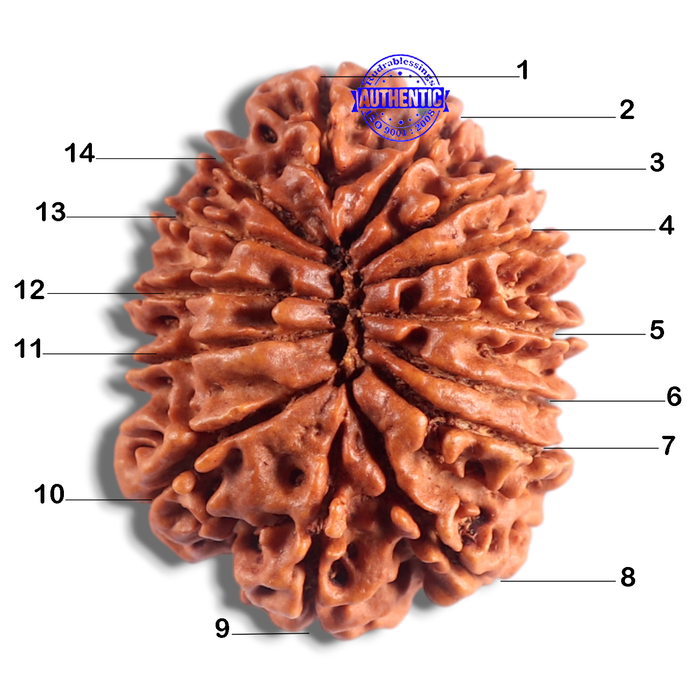 14 Mukhi Nepalese Rudraksha - Bead No. 210