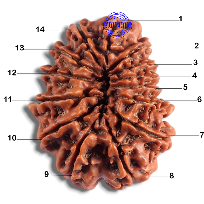 14 Mukhi Nepalese Rudraksha - Bead No. 219
