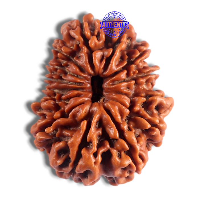 14 Mukhi Nepalese Rudraksha - Bead No. 219