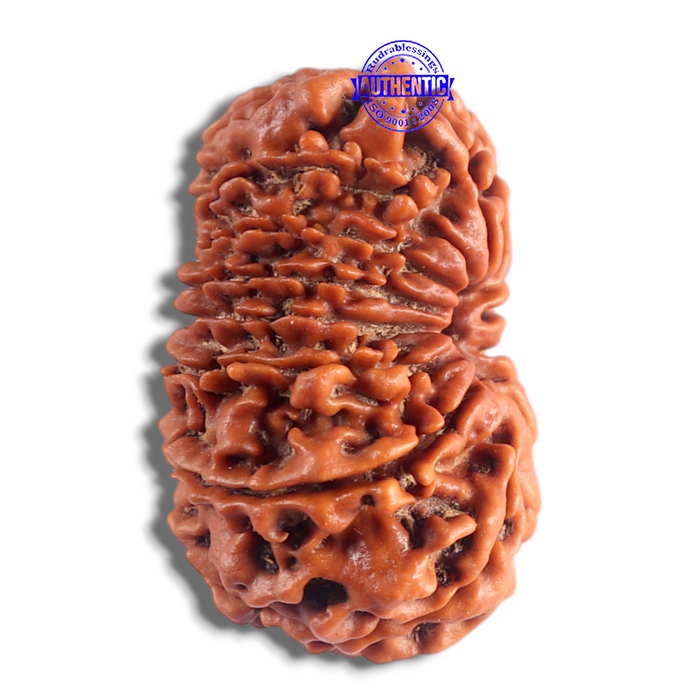 14 Mukhi Nepalese Rudraksha - Bead No. 219