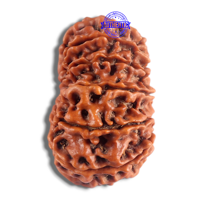 14 Mukhi Nepalese Rudraksha - Bead No. 219