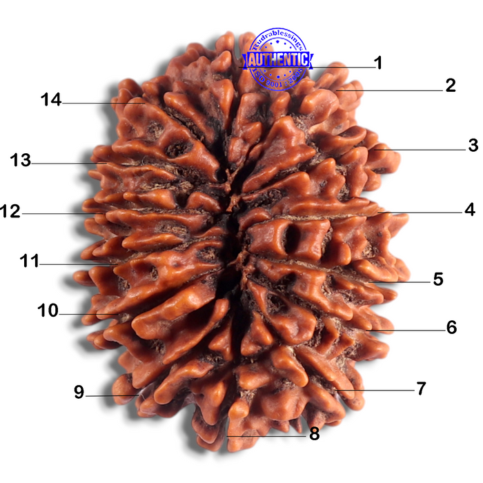 14 Mukhi Nepalese Rudraksha - Bead No. 225