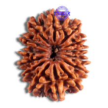 Load image into Gallery viewer, 14 Mukhi Nepalese Rudraksha - Bead No. 225

