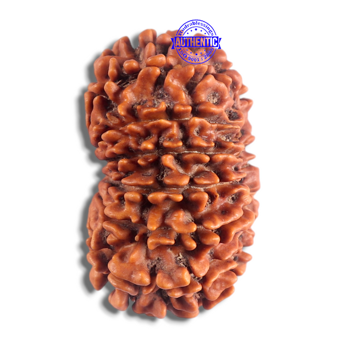 14 Mukhi Nepalese Rudraksha - Bead No. 225