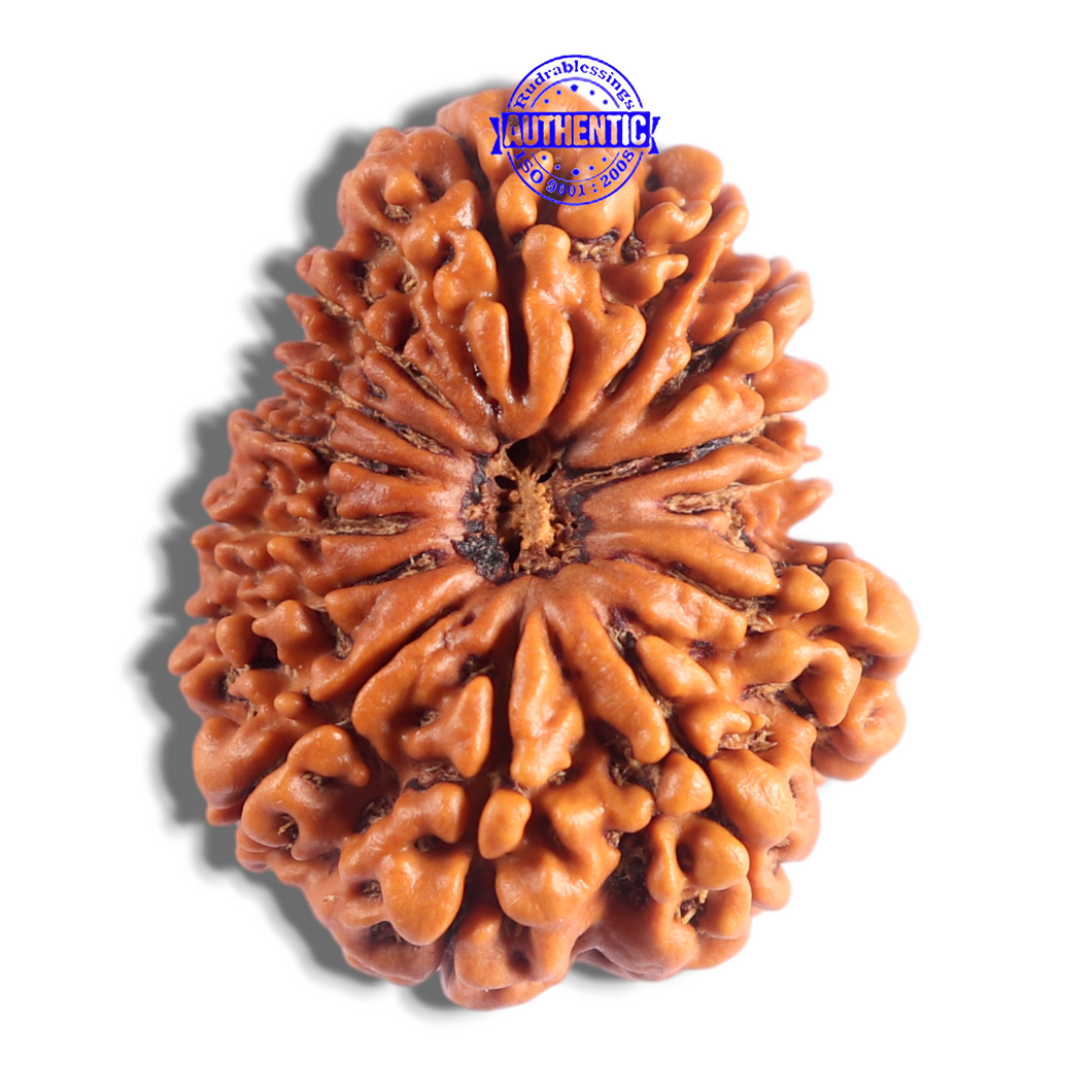 14 Mukhi Nepalese Rudraksha - Bead No. 232