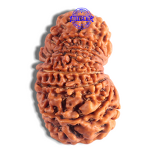 Load image into Gallery viewer, 14 Mukhi Nepalese Rudraksha - Bead No. 232

