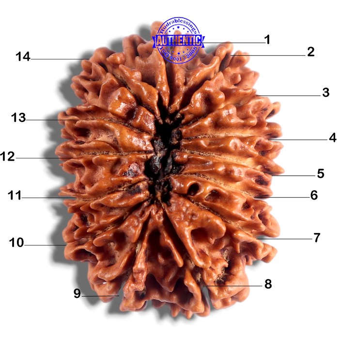 14 Mukhi Nepalese Rudraksha - Bead No. 233