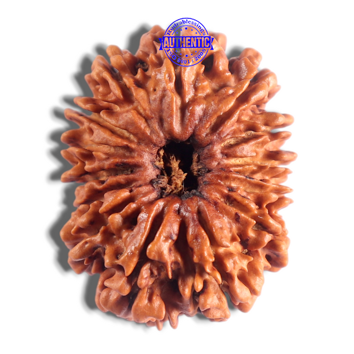 14 Mukhi Nepalese Rudraksha - Bead No. 233