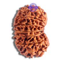 Load image into Gallery viewer, 14 Mukhi Nepalese Rudraksha - Bead No. 233
