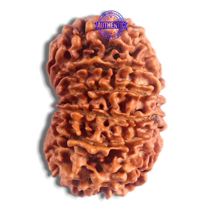 14 Mukhi Nepalese Rudraksha - Bead No. 233