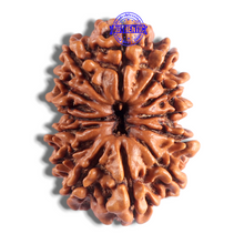 Load image into Gallery viewer, 14 Mukhi Nepalese Rudraksha - Bead No. 246
