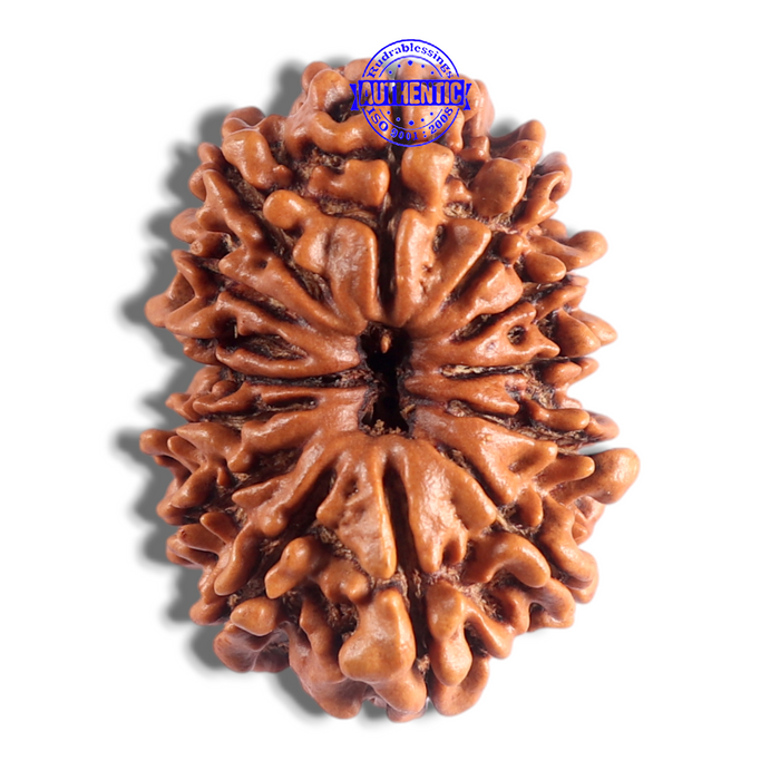 14 Mukhi Nepalese Rudraksha - Bead No. 246